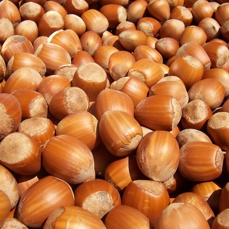 البندق